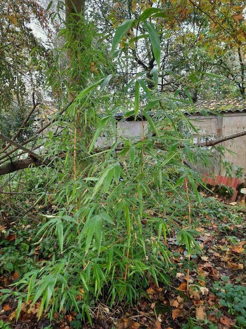 Grote Bamboe  Phyllostachys aureosulcata Spectabilis, Tuin en Terras, Planten | Tuinplanten, Vaste plant, Overige soorten, Volle zon