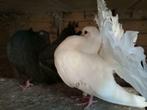 Amerikaanse pauwstaart  duiven, Animaux & Accessoires, Oiseaux | Pigeons