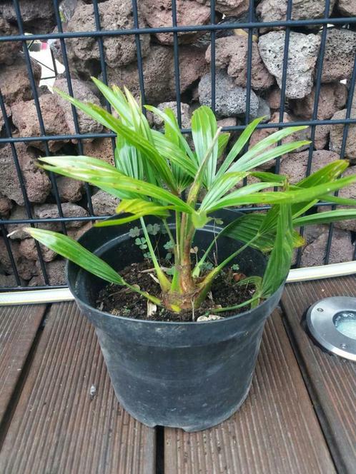 Winterharde palmboom (Trachycarpus fortunei), Jardin & Terrasse, Plantes | Jardin, Enlèvement