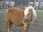 paarden  allerlei neerhof dieren, Dieren en Toebehoren, Paarden, Meerdere dieren, Niet van toepassing