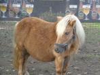 paarden  allerlei neerhof dieren, Dieren en Toebehoren, Meerdere dieren, Niet van toepassing