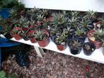 Jonge aloë, Tuin en Terras, Planten | Tuinplanten, Ophalen, Zomer, Vaste plant