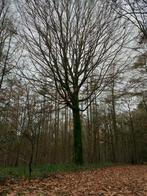 bois à couper, Jardin & Terrasse, Bois de chauffage