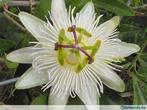 passiflora       eliott     wit  blauwe      roos   passiebl, Tuin en Terras, Ophalen