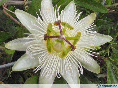 passiflora       eliott     wit  blauwe      roos   passiebl, Jardin & Terrasse, Plantes | Jardin, Enlèvement