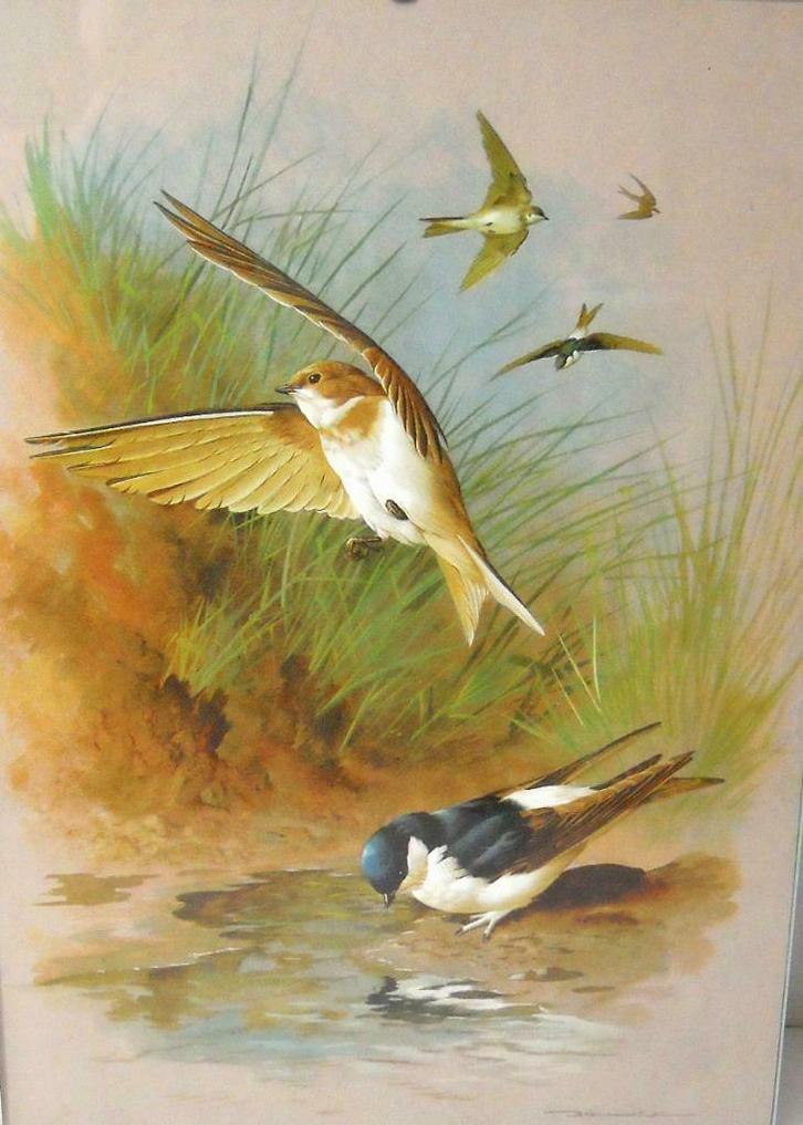 Een stel huis- en zandzwaluwen door Basil Ede, Antiek en Kunst, Kunst | Litho's en Zeefdrukken, Ophalen of Verzenden