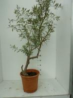 Olea Europea (Olijfboom)