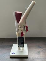 Laerdal medisch anatomisch knie vintage model, Ophalen of Verzenden, Zo goed als nieuw