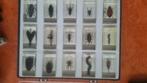 Collection insectes, Antiquités & Art, Enlèvement