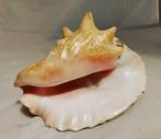 Schelp groot, Antiek en Kunst, Ophalen of Verzenden