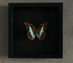 Papillon Prepona Antimache Femelle du Mexique naturalisé, Antiquités & Art, Enlèvement ou Envoi