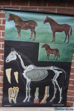 schoolkaart het paard1977, Ophalen of Verzenden, Gebruikt