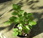 Sureau noir jeune arbuste de 50 cm - Sambucus nigra, Ophalen, Overige soorten, Struik, 100 tot 250 cm