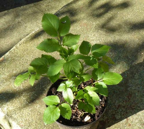 Sureau noir jeune arbuste de 50 cm - Sambucus nigra, Tuin en Terras, Planten | Struiken en Hagen, Struik, Overige soorten, 100 tot 250 cm