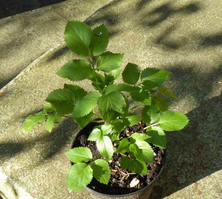 Sureau noir jeune arbuste de 50 cm - Sambucus nigra, Jardin & Terrasse, Plantes | Arbustes & Haies, Arbuste, Autres espèces, 100 à 250 cm