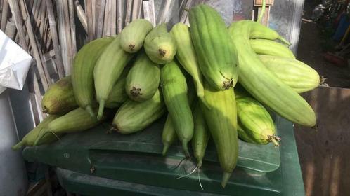 zaden Luffa (plantaardige spons), Tuin en Terras, Bloembollen en Zaden, Zaad, Voorjaar, Volle zon, Ophalen of Verzenden