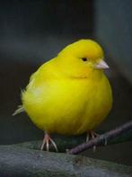 kanari kanaries kanarie vogels ruime keuze, Dieren en Toebehoren