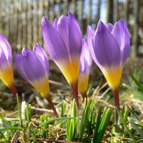 Crocus sieberi tricolor, Jardin & Terrasse, Plantes | Jardin, Plante fixe, Autres espèces, Plein soleil, Hiver, Enlèvement ou Envoi