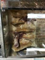 Terrarium en verre + décor en résine, Neuf