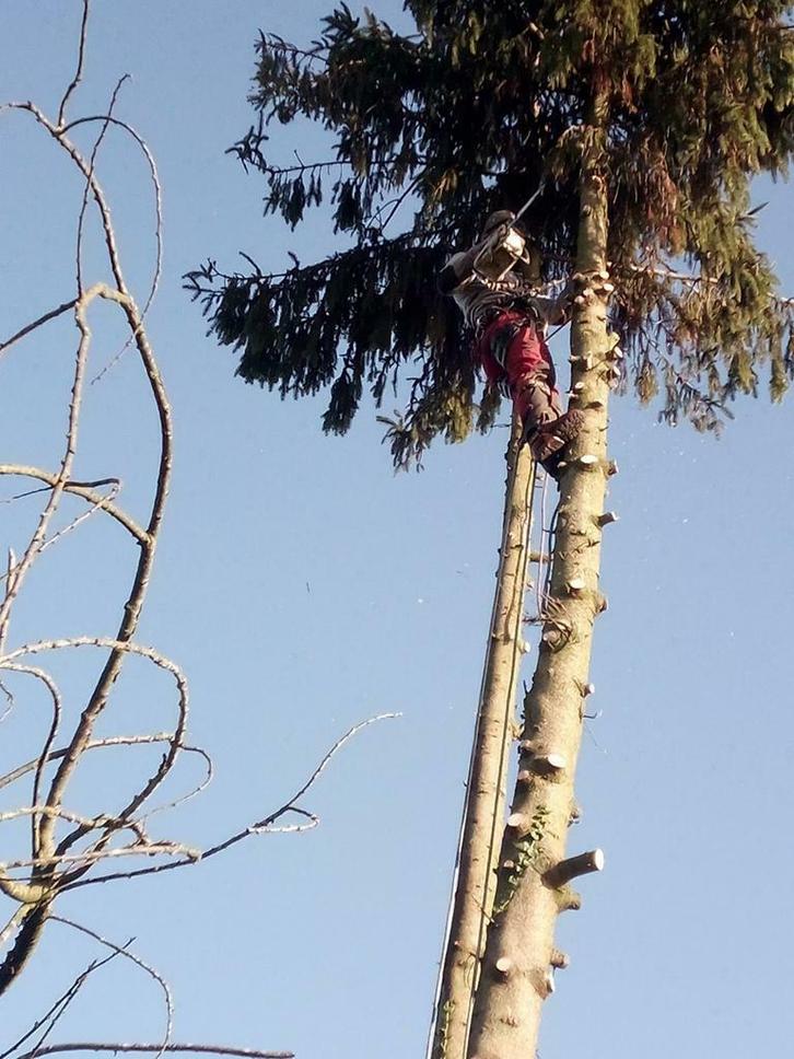 Snoeien en vellen van bomen, Diensten en Vakmensen, Tuinmannen en Stratenmakers, Tuinonderhoud of Snoeiwerk