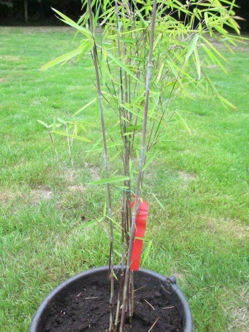 niet woekerende bamboe, Jardin & Terrasse, Plantes | Jardin, Hiver, Enlèvement