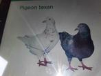 Pigeon texan, Sexe inconnu, Autres espèces