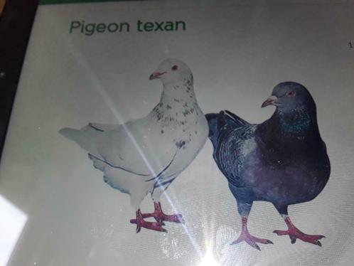 Pigeon texan, Animaux & Accessoires, Oiseaux | Pigeons, Autres espèces, Sexe inconnu