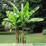 Bananenboom musa basjoo