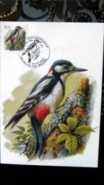 FIRST DAY OP KAART- VOGELS VAN BUZIN- DE GROTE BONTE SPECHT, Ophalen of Verzenden, Gestempeld, Dier of Natuur