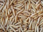 Levende Insecten !!!, Dieren en Toebehoren