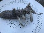 Bois flotté tronc brut avec "antennes" "bras" L 55cm N°261, Antiquités & Art, Art | Sculptures & Bois, Envoi