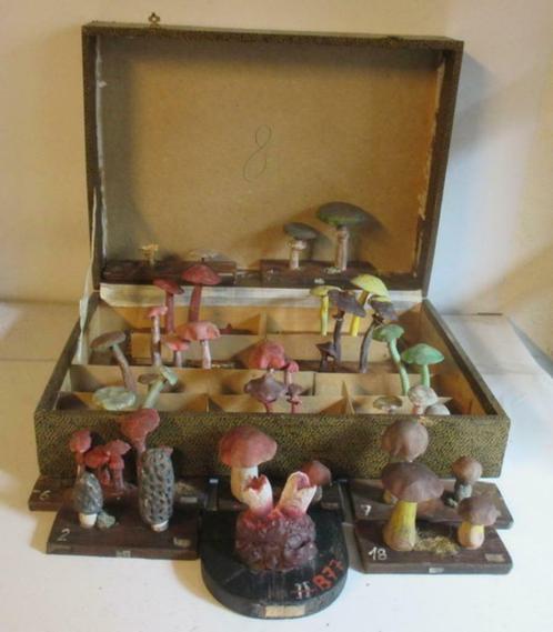 oude botanische modellen paddestoelen in koffer   42, Antiquités & Art, Curiosités & Brocante, Envoi