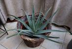 Aloë Vera plant H 70 cm diameter 79cm, Tuin en Terras, Halfschaduw, Vaste plant, Ophalen of Verzenden, Overige soorten