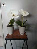 2 kunst orchideeën van Sia, Minder dan 100 cm, Ophalen