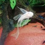 L144 snow white long fin te koop., Dieren en Toebehoren, Vissen | Aquariumvissen