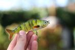 Kunstaas swimbait Natural Perch 12 cm, Watersport en Boten, Verzenden, Nieuw, Overige typen