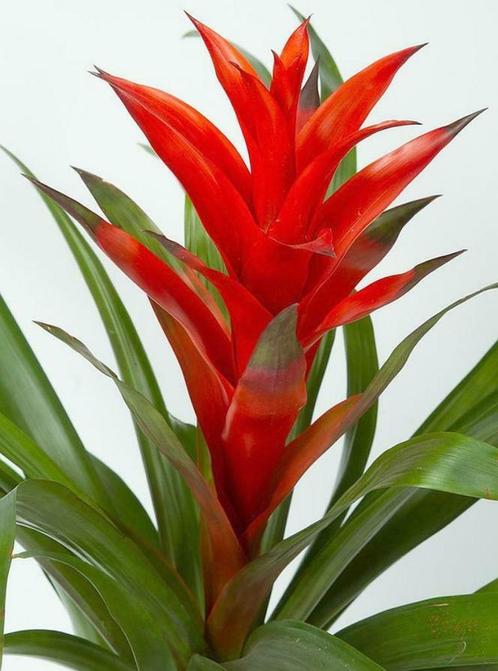 Guzmania lingulata– belle plante d’intérieur, Huis en Inrichting, Kamerplanten, Overige soorten, Minder dan 100 cm, Bloeiende kamerplant