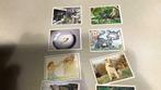 Panini huisdieren (x5b), Verzamelen, Ophalen of Verzenden, Zo goed als nieuw, Dier en Natuur