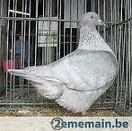 pigeon, Mâle