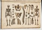 Anatomie Methodique ou Organographie Humaine 1829 15 Platen, Enlèvement ou Envoi