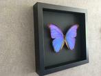 Zeldzame vlinder Morpho Didius XXL spanwijdte 17,2 cm genatu, Ophalen of Verzenden