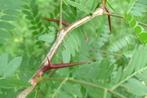 Gezocht: valse christusdoorn Gleditsia triacanthos, Ophalen