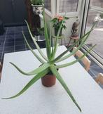 Aloë vera 60/ 60 cm, Huis en Inrichting, Kamerplanten, Ophalen