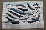 Vintage Poster - Whales of the World - National Geographic, Verzamelen, Posters, Nieuw, Dier of Natuur, Rechthoekig Liggend, Ophalen of Verzenden