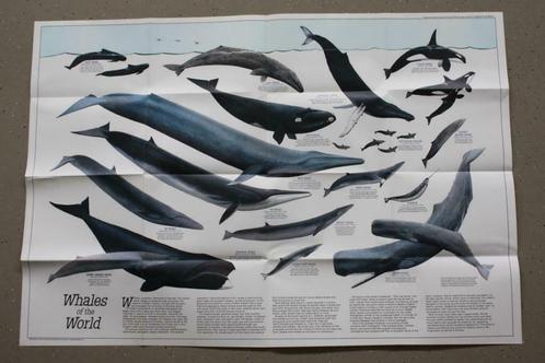 Vintage Poster - Whales of the World - National Geographic, Verzamelen, Posters, Nieuw, Dier of Natuur, A1 t/m A3, Rechthoekig Liggend