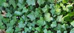 Klimop planten Hedera hibernica, Tuin en Terras, Ophalen