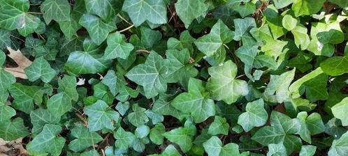Klimop planten Hedera hibernica, Jardin & Terrasse, Plantes | Arbustes & Haies, Enlèvement
