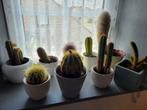 Cactussen, Huis en Inrichting, Kamerplanten, Cactus, Minder dan 100 cm, Bloeiende kamerplant, Volle zon