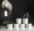 6 moderne witte bloempotten (h.: 12,5 cm & diam.: 13 cm), Huis en Inrichting, Kamerplanten, Ophalen