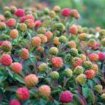 Japanse kornoelje mooie bloemen, heerlijke sappige vruchten, Tuin en Terras, Volle zon, 100 tot 250 cm, Ophalen of Verzenden, In pot